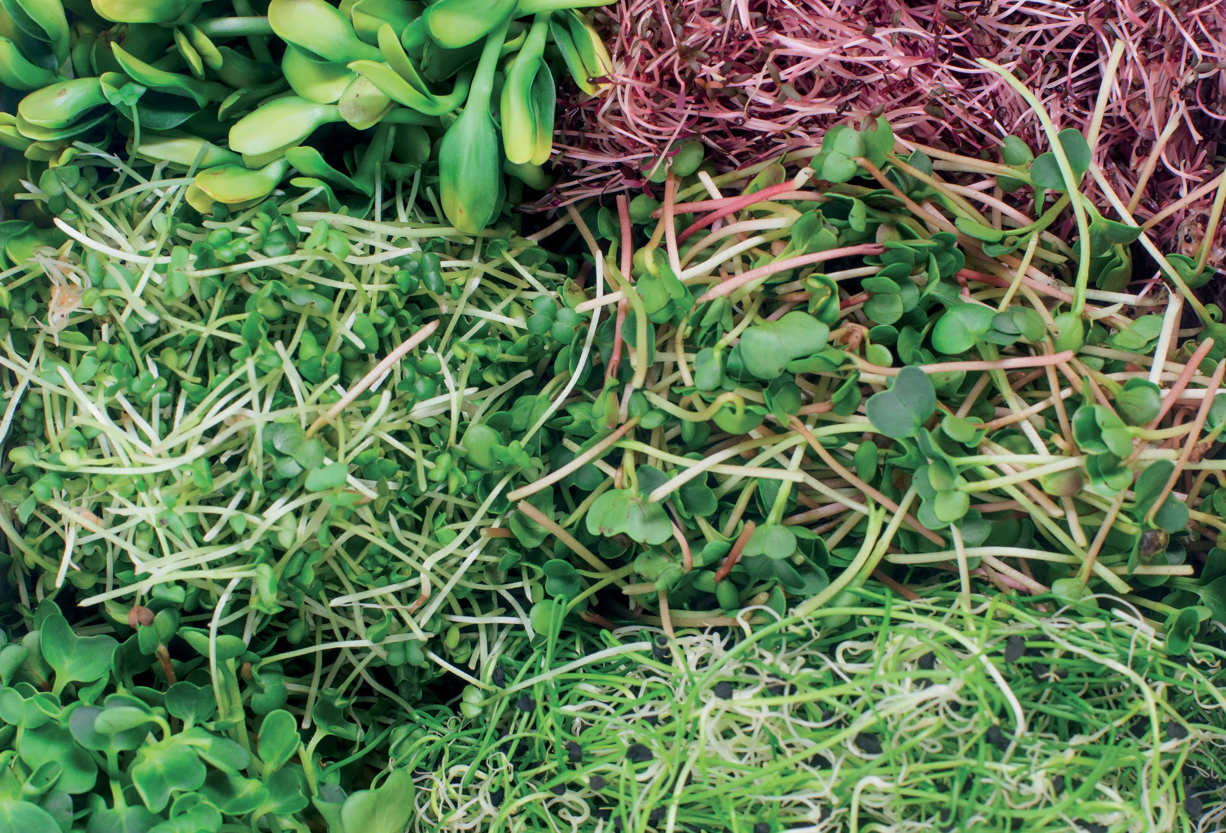 Ανακαλύψτε την γκάμα των Microgreens
