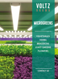 microgreens